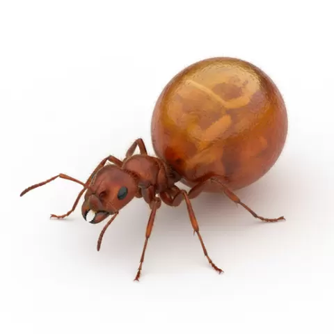 Honeypot ant swollen abdomen, insect, bug, arthropod, beetle, ant, spider, butterfly, moth, dragonfly, wasp, bee, larva, wings
