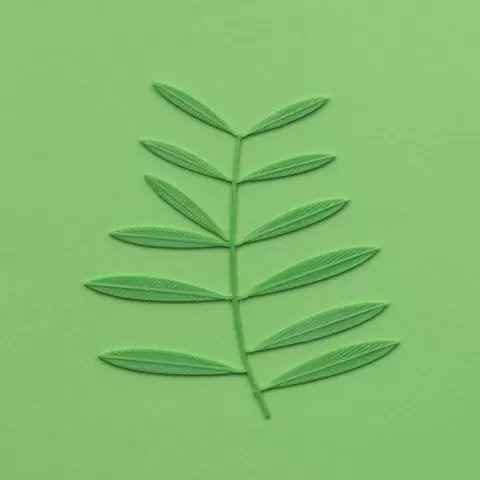 Olive tree branch by David Bogataj