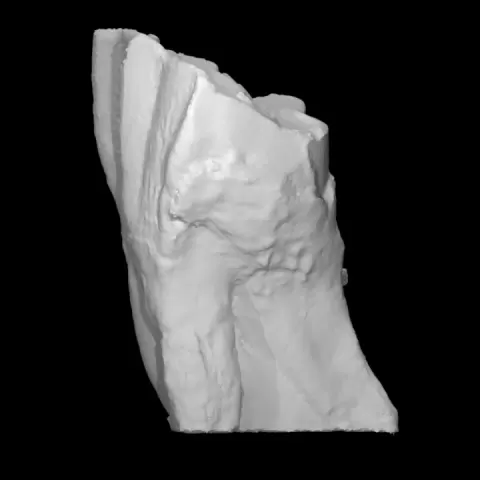 Camelops Upper Molar (VCU_3D_2881) by Virtual Curation Lab