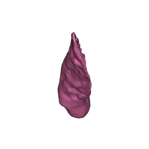 Sheep Ear - Andrew Seckora