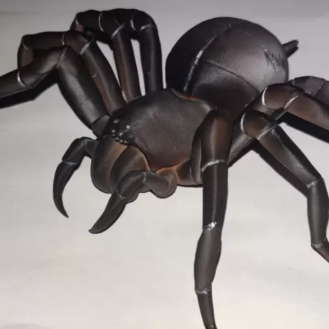 Tarantula organizer