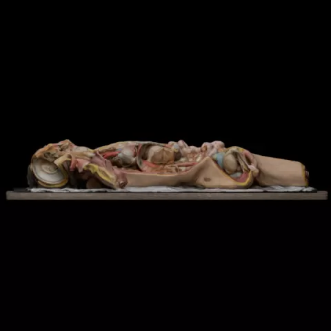 Wax model of a prepared corpse by Museum der Universität Tübingen
