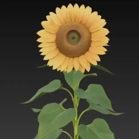 sunflower sonnenblume - Brainbits3D