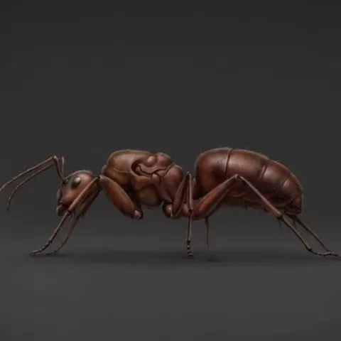 Ant 3D Model