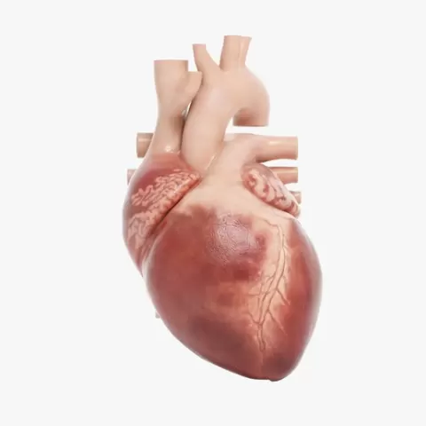 Detailed Human Heart Anatomy with Vessels – 3D Model for Medical Education & 3D Printing