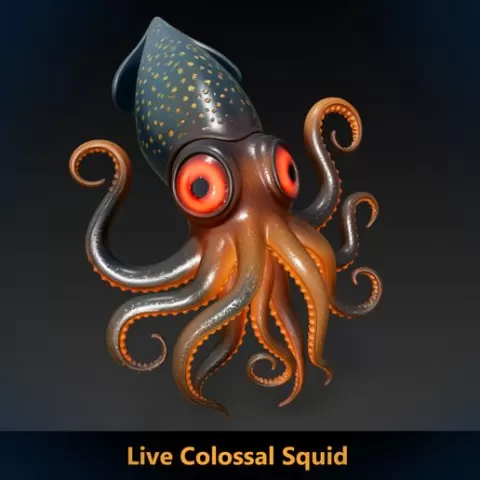 Live Colossal Squid