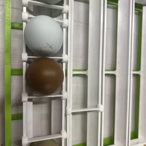 egg stabilizer