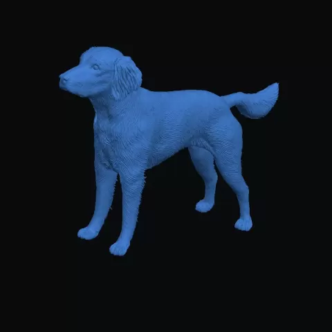Small Munsterlander Dog - Pointer - Sweet Clover