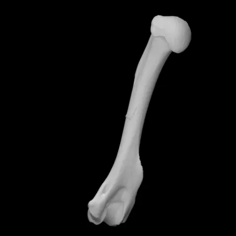 Raccoon humerus by Virtual Curation Lab
