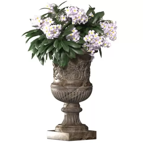 Plumeria Hawaiian in a classic flowerpot.Plumeria Plant Flower Urn