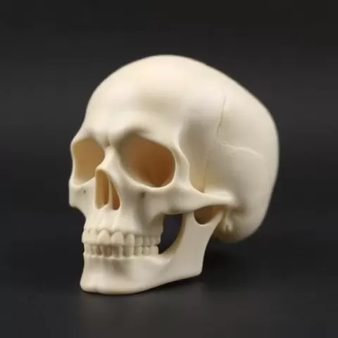 Skull ( not real)