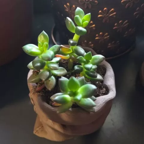 Burlap Bag Planter