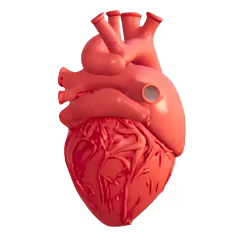 Human Heart