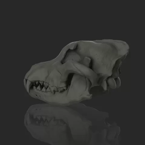 Wolf Skull