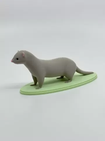 Ferret