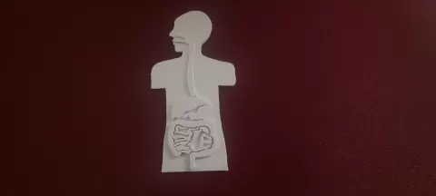 digestive system homework project - tasamasyon