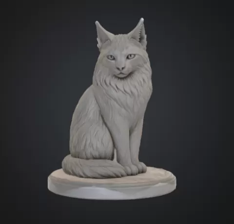 Chat Main Coon