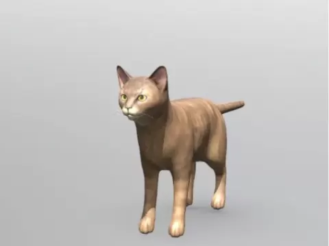 Cat - neagww