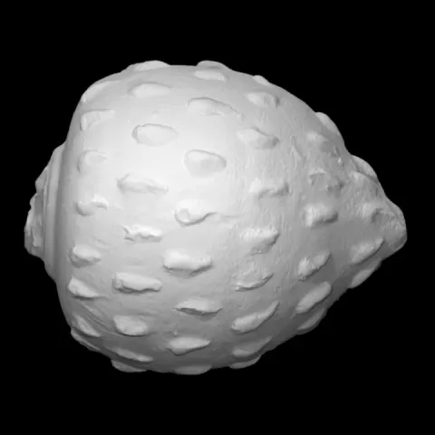 Sphero-conical Vessel by Harvard Museum of the Ancient Near East