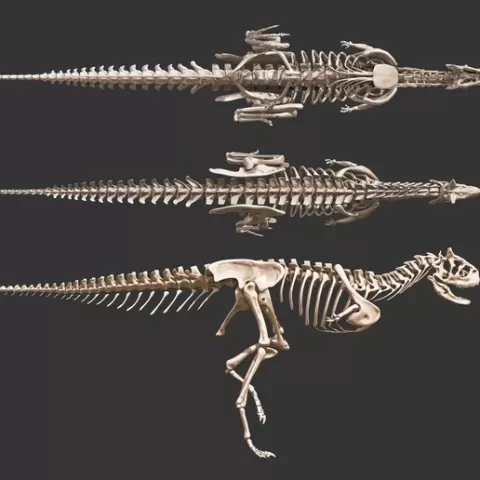 Carnotaurus: Complete skeleton