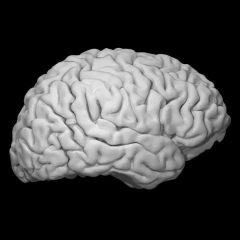 Brain by Scan The World