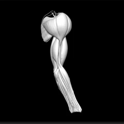 Anatomy Flexing Arm Model - Muscular System STL - Detailed Human Print - Medical Study Design - Articulated Limb Files