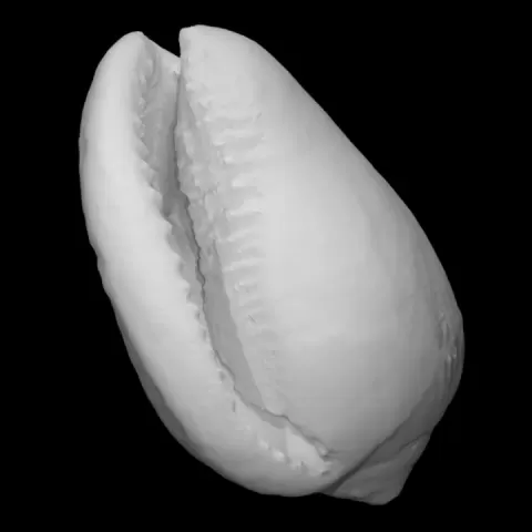 Cowrie shell by Virtual Curation Lab