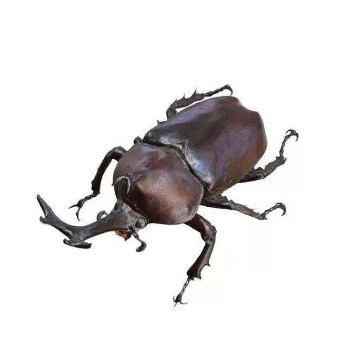 BEETLE Blaps Mortisaga AMPHIBIAN BEETLE INSECT BUG ANT ANIMAL ANATOMY 3D MODEL WATER OCEAN RIVER Z