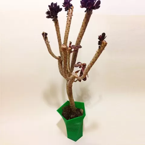 Eckerput Vase by Bruce