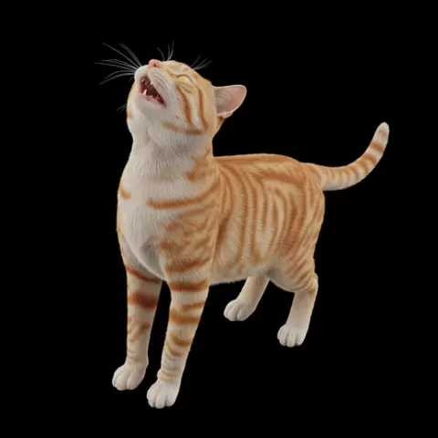 Cat posture slightly elongated, cat, kitten, pet, animal, feline, cute, adorable, playful, lazy, curious, whiskers, tail, fur, paws