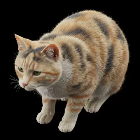 Cat posture slightly compressed, cat, kitten, pet, animal, feline, cute, adorable, playful, lazy, curious, whiskers, tail, fur, paws