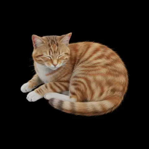 Cat lying tail curled, cat, kitten, pet, animal, feline, cute, adorable, playful, lazy, curious, whiskers, tail, fur, paws