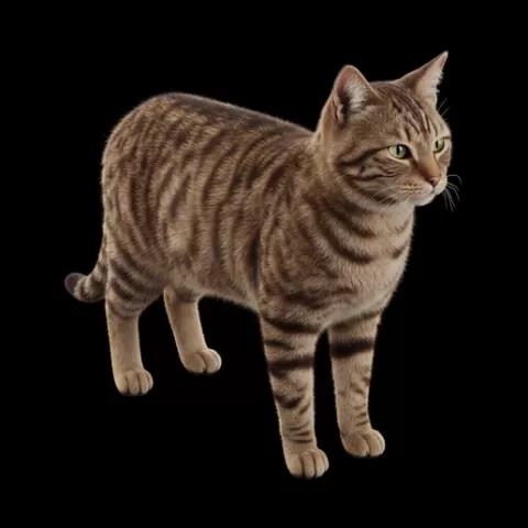 Cat neutral perfect balanced pose, cat, kitten, pet, animal, feline, cute, adorable, playful, lazy, curious, whiskers, tail, fur, paws