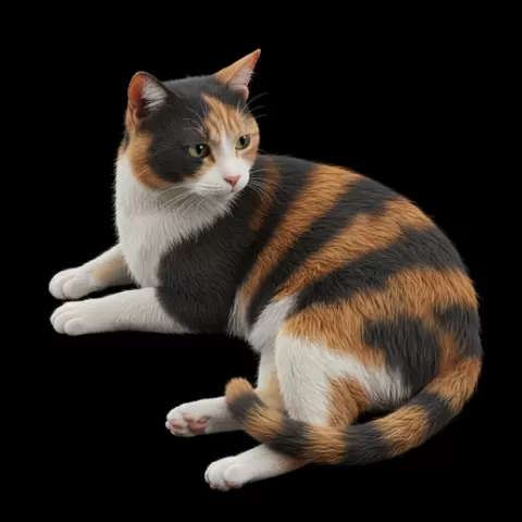 Cat lying head turned, cat, kitten, pet, animal, feline, cute, adorable, playful, lazy, curious, whiskers, tail, fur, paws