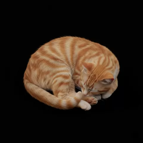 Cat resting comfortably still, cat, kitten, pet, animal, feline, cute, adorable, playful, lazy, curious, whiskers, tail, fur, paws