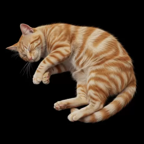 Cat lying relaxed side tilt, cat, kitten, pet, animal, feline, cute, adorable, playful, lazy, curious, whiskers, tail, fur, paws