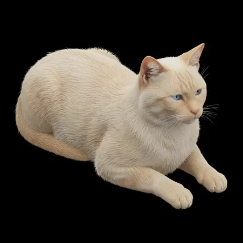 Cream cat lying calm, cat, kitten, pet, animal, feline, cute, adorable, playful, lazy, curious, whiskers, tail, fur, paws