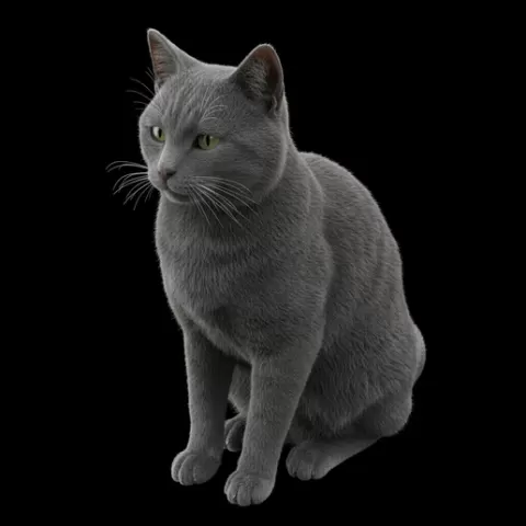 Gray solid cat sitting neutral, cat, kitten, pet, animal, feline, cute, adorable, playful, lazy, curious, whiskers, tail, fur, paws