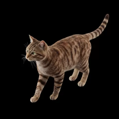 Cat mid-walk turning head, cat, kitten, pet, animal, feline, cute, adorable, playful, lazy, curious, whiskers, tail, fur, paws