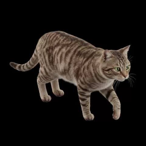 Cat walking tail relaxed, cat, kitten, pet, animal, feline, cute, adorable, playful, lazy, curious, whiskers, tail, fur, paws