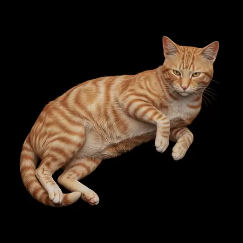 Cat relaxed asymmetrical lying, cat, kitten, pet, animal, feline, cute, adorable, playful, lazy, curious, whiskers, tail, fur, paws