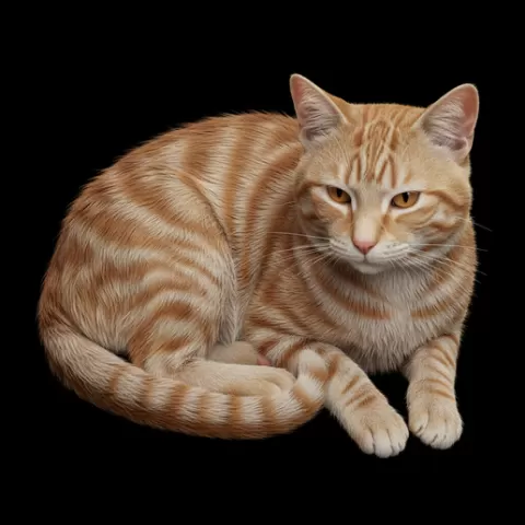 Cat resting both paws aligned, cat, kitten, pet, animal, feline, cute, adorable, playful, lazy, curious, whiskers, tail, fur, paws