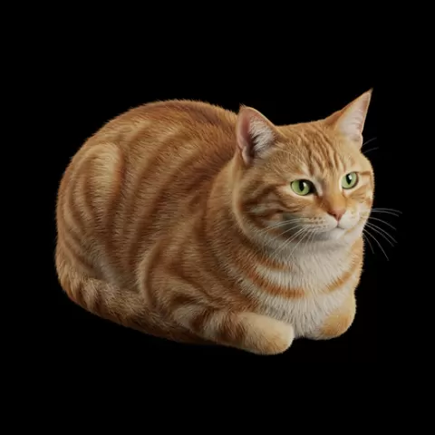 Cat loaf head slightly raised, cat, kitten, pet, animal, feline, cute, adorable, playful, lazy, curious, whiskers, tail, fur, paws