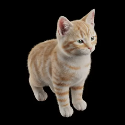Kitten ears slightly relaxed, cat, kitten, pet, animal, feline, cute, adorable, playful, lazy, curious, whiskers, tail, fur, paws