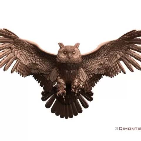 bird owl