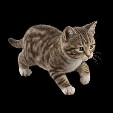 Kitten crouched playful, cat, kitten, pet, animal, feline, cute, adorable, playful, lazy, curious, whiskers, tail, fur, paws