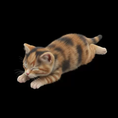 Kitten lying stretched tiny, cat, kitten, pet, animal, feline, cute, adorable, playful, lazy, curious, whiskers, tail, fur, paws