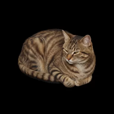 Manx cat lying compact, cat, kitten, pet, animal, feline, cute, adorable, playful, lazy, curious, whiskers, tail, fur, paws