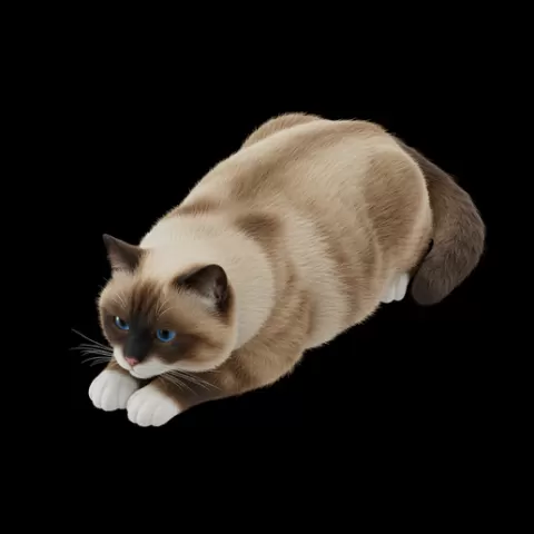 Birman cat lying relaxed, cat, kitten, pet, animal, feline, cute, adorable, playful, lazy, curious, whiskers, tail, fur, paws