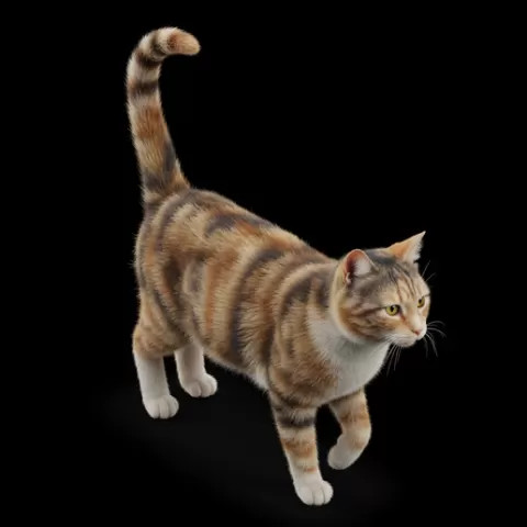 Cat tail raised walking, cat, kitten, pet, animal, feline, cute, adorable, playful, lazy, curious, whiskers, tail, fur, paws
